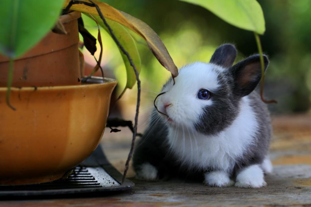 嚼叶子的白色和灰色兔宝宝