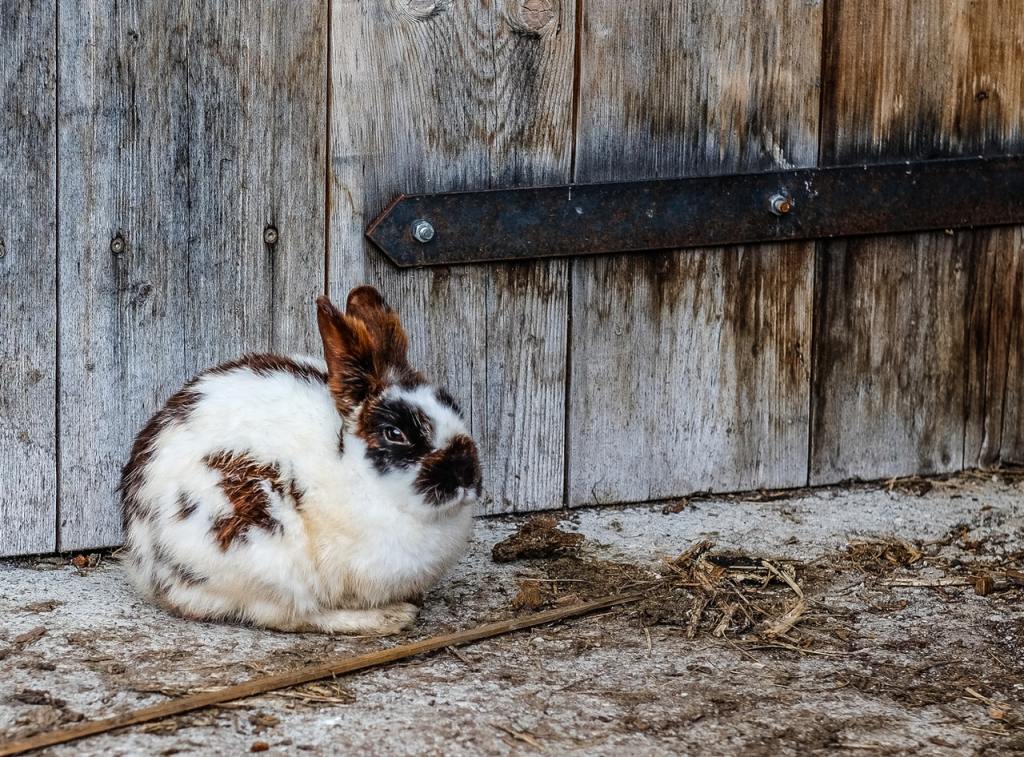 坐在木门前的棕色和白色兔子