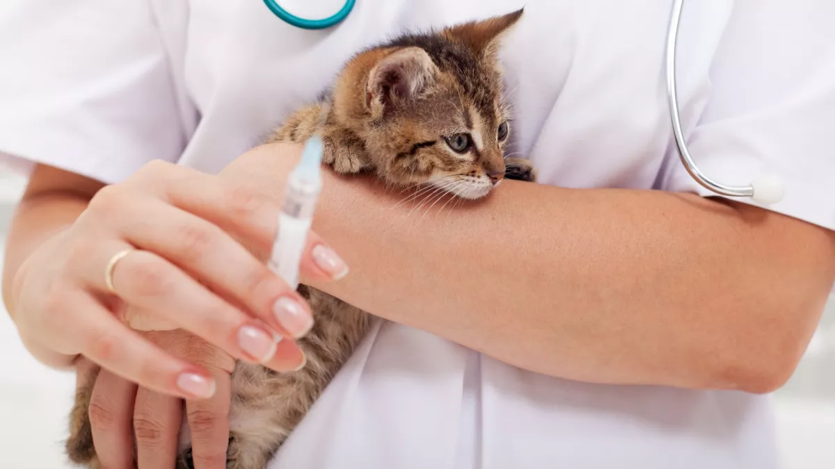 给猫注射狂犬病疫苗多长时间好
