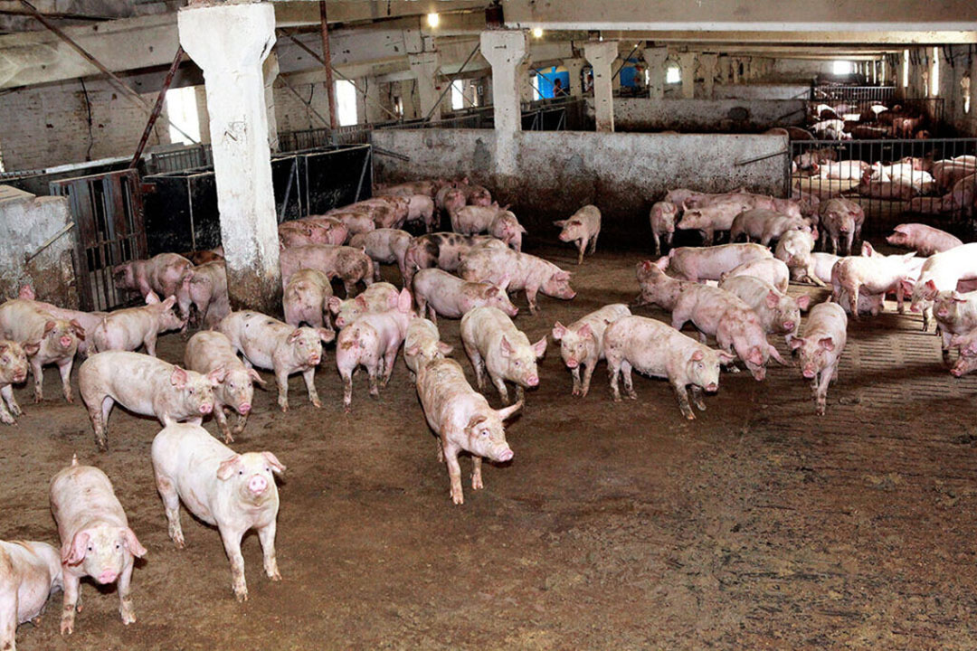 遭受停电影响的乌克兰养猪场