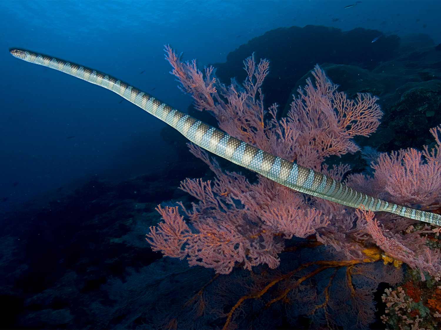 橄榄棕海蛇