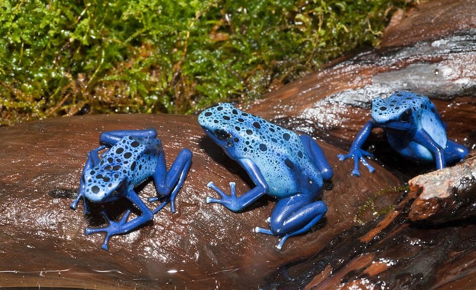 水边石头上的三只蓝色毒箭蛙
