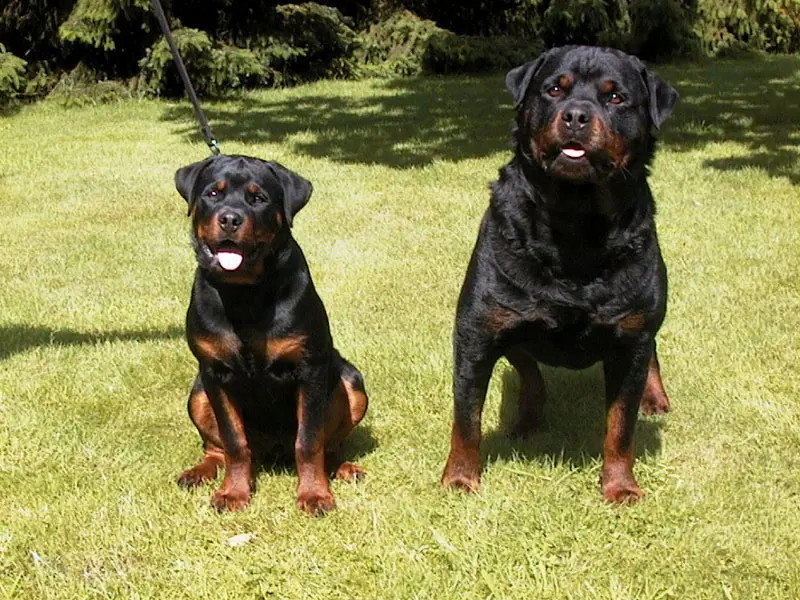蹲坐在草地上的两只黑色罗威纳犬