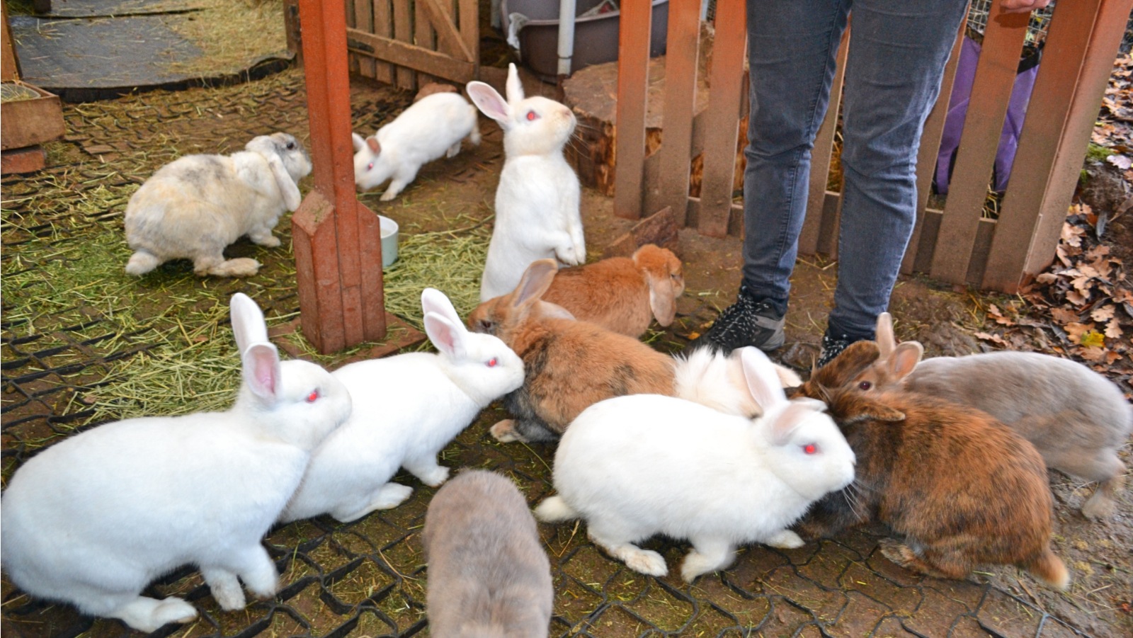 一群被圈养起来的兔子