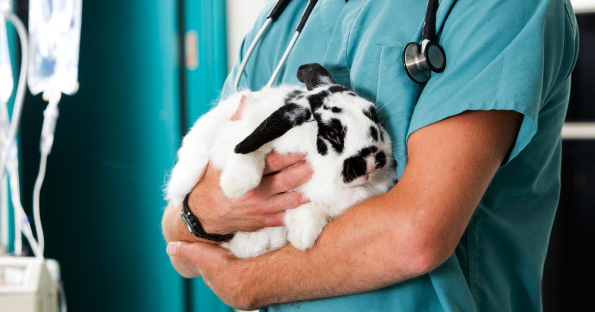 宠物医生与怀中的兔子