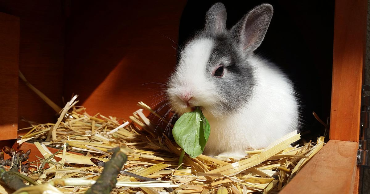 正在吃白菜的兔子
