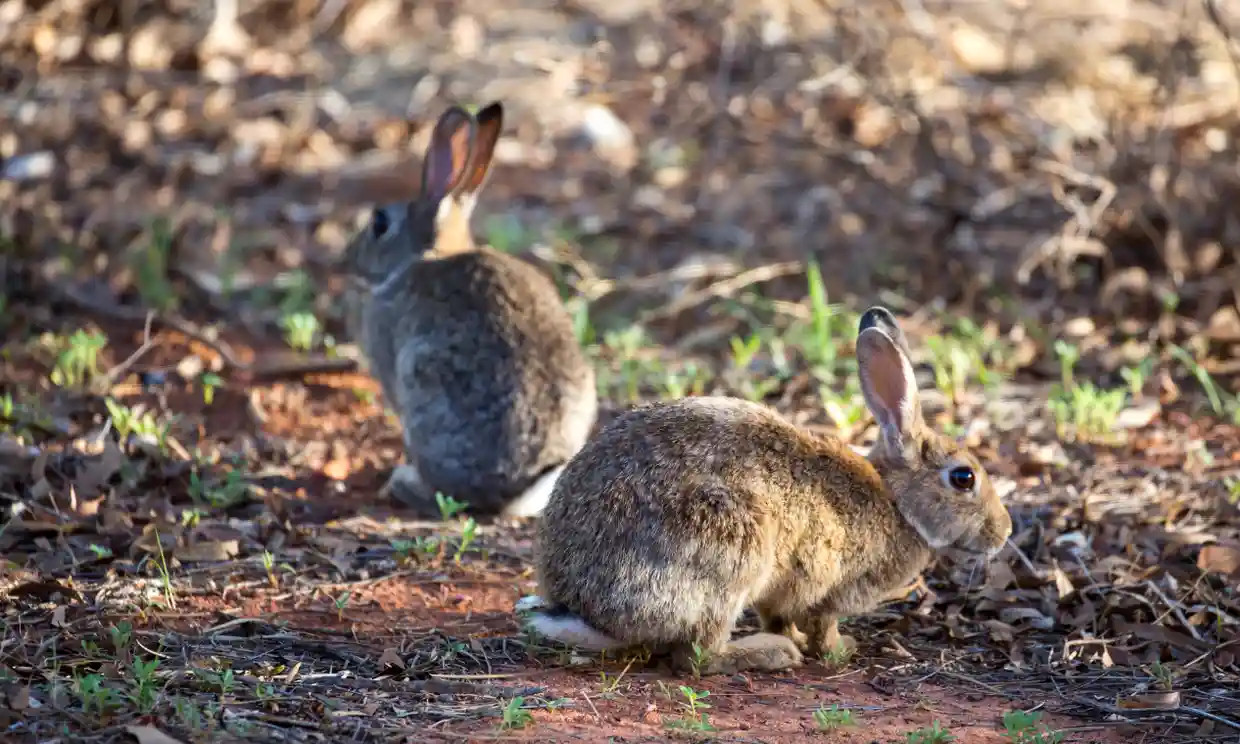 在户外找寻食物的两只欧洲野兔