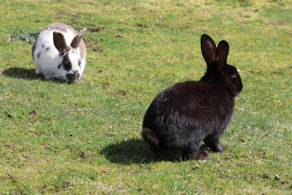 野外活动的两只兔子