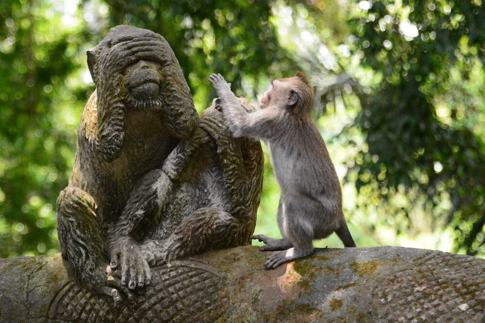 巴厘岛长尾猴