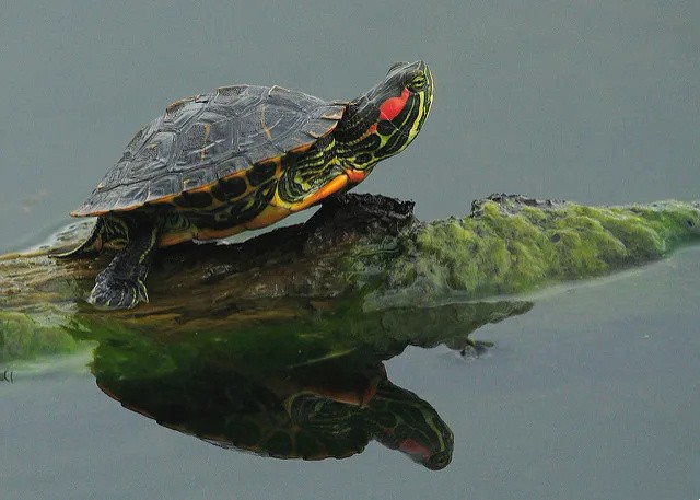在水中树杆上晒太阳的巴西龟