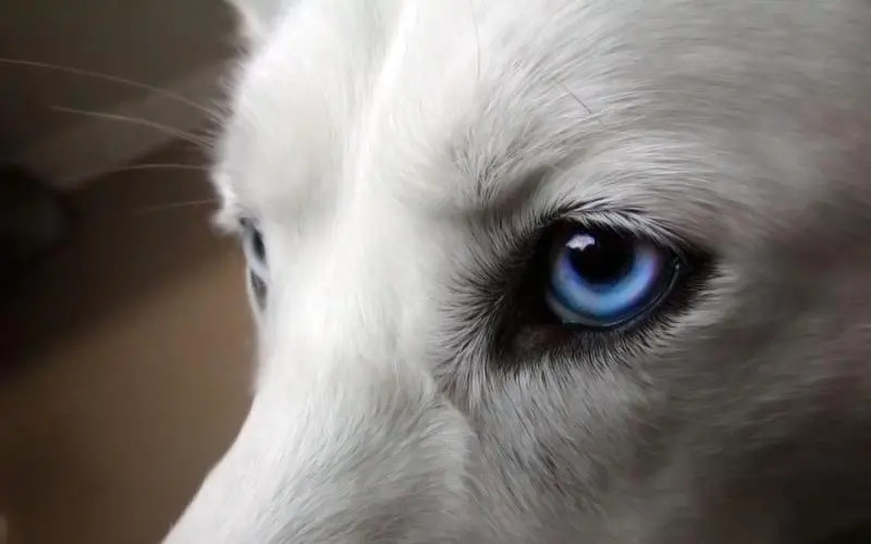 蓝眼睛的狗