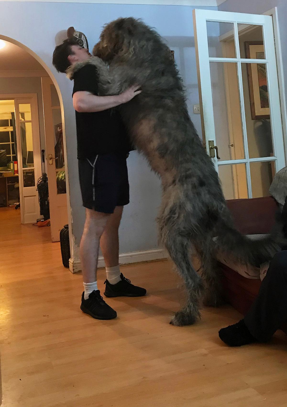 爱尔兰猎狼犬与成年人身高对比