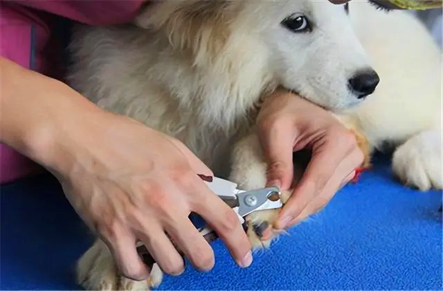工作人员正在给狗狗修剪指甲