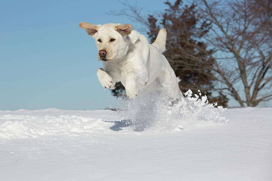 在雪地里玩耍的白色拉布拉多犬