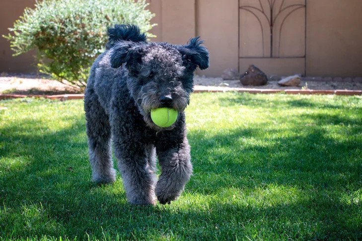正在捡球的泰迪犬