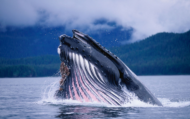 蓝鲸露出水面