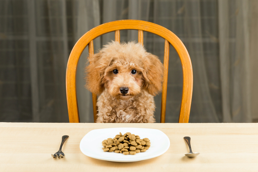 泰迪狗适宜食用的食物有哪些呢？