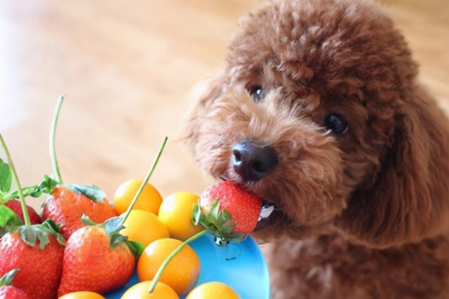 正在吃草莓的泰迪犬