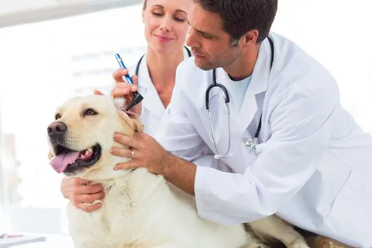 医生给狗狗注射胰岛素