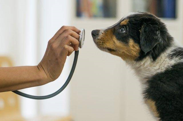 狗得了糖尿病怎么治疗？