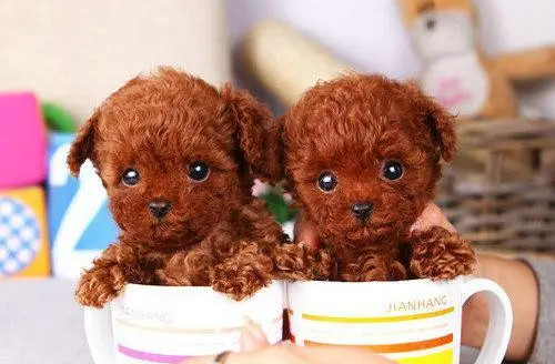两只茶杯泰迪犬