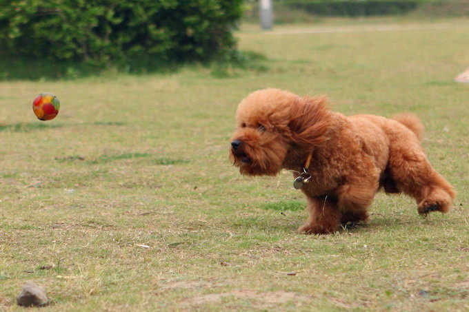 在草地上捡球的泰迪犬