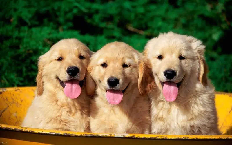 三只纯种金毛幼犬