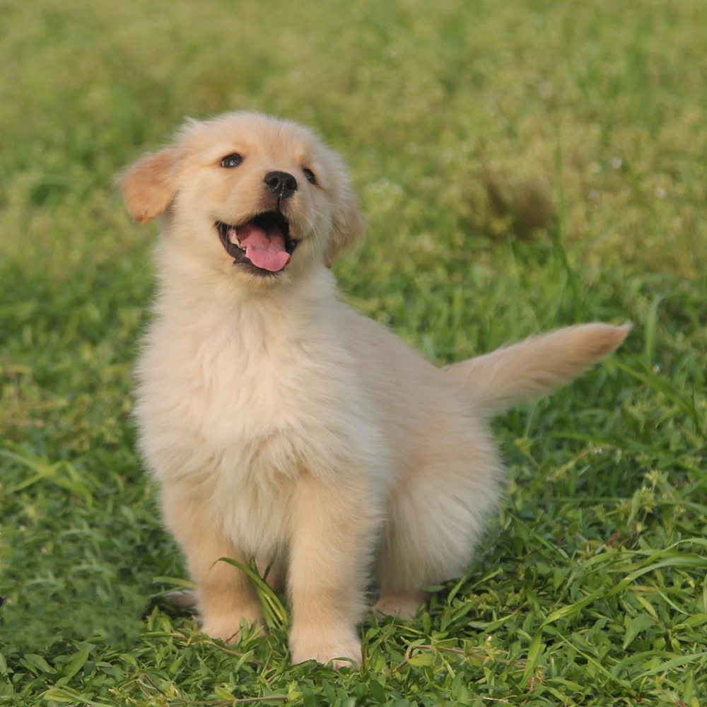 草地上的金毛幼犬