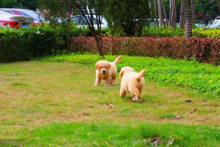 两只在户外运动的金毛犬幼犬
