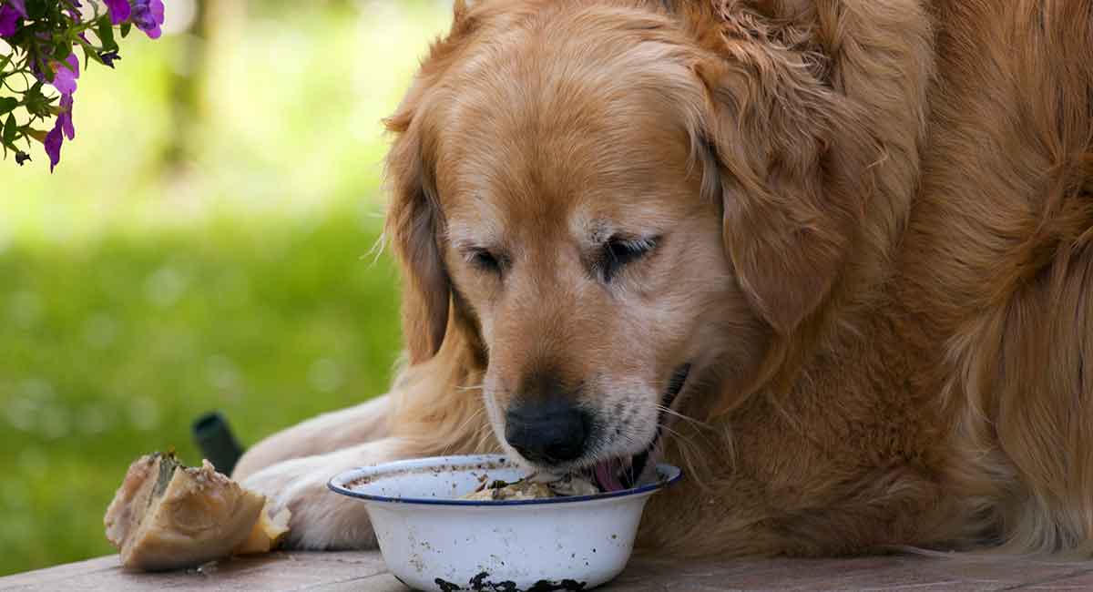 金毛犬的饮食需要健康