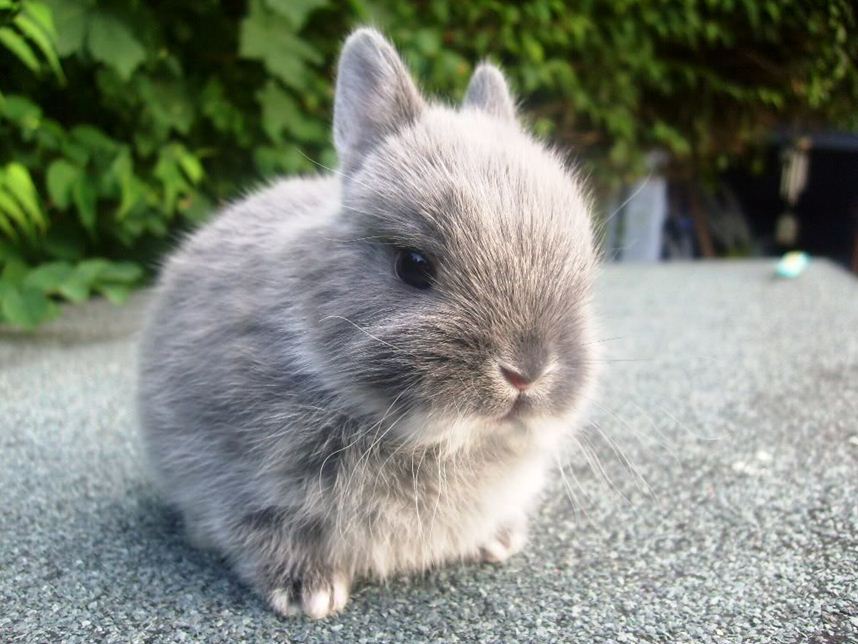 一只可爱的灰色侏儒兔