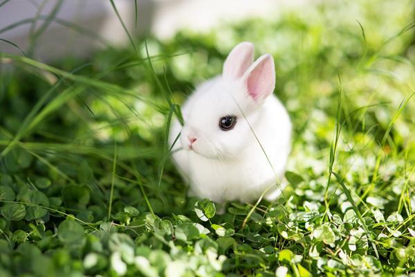 在野外吃草的白色侏儒兔