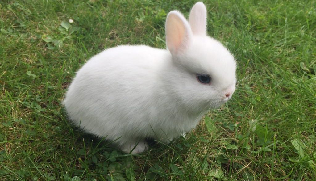 成年的白色侏儒兔