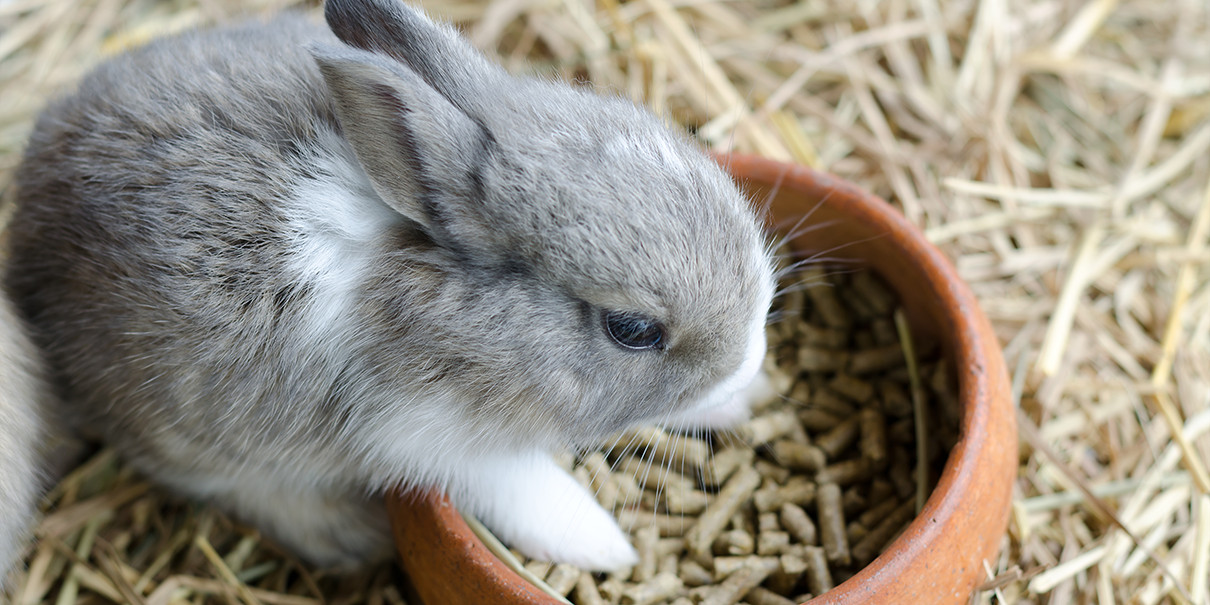 正在吃兔粮的侏儒兔