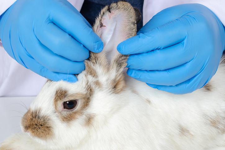 医生正在给侏儒兔做检查和治疗