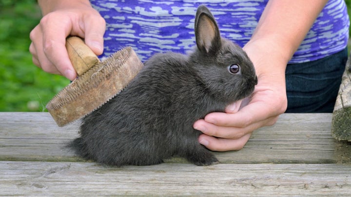 怎么修剪宠物兔的耳毛造型？