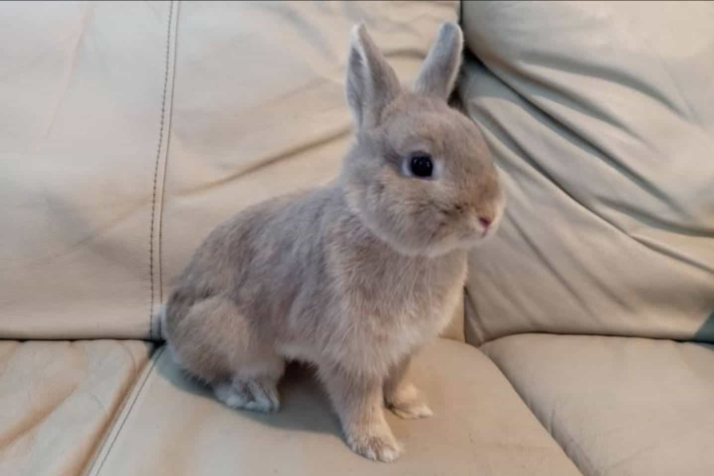 在沙发上坐着的灰色侏儒兔