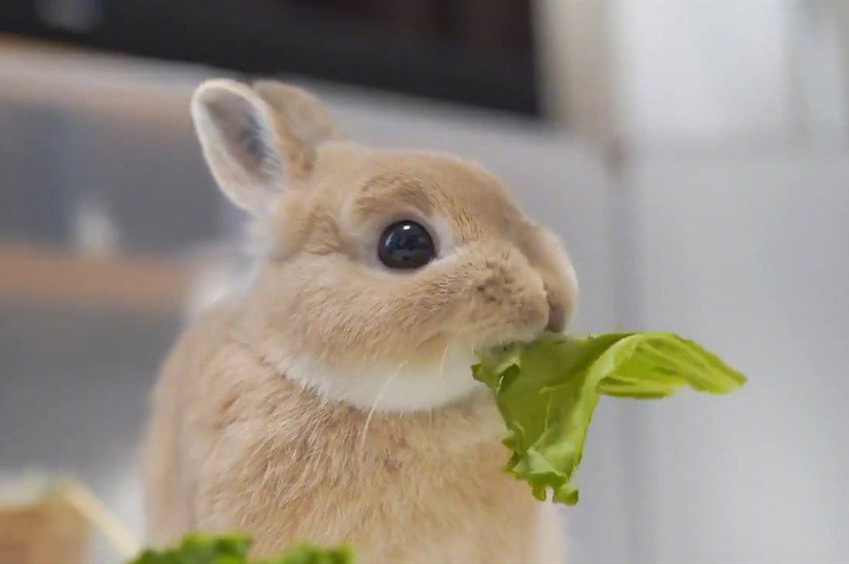 正在吃蔬菜的侏儒兔