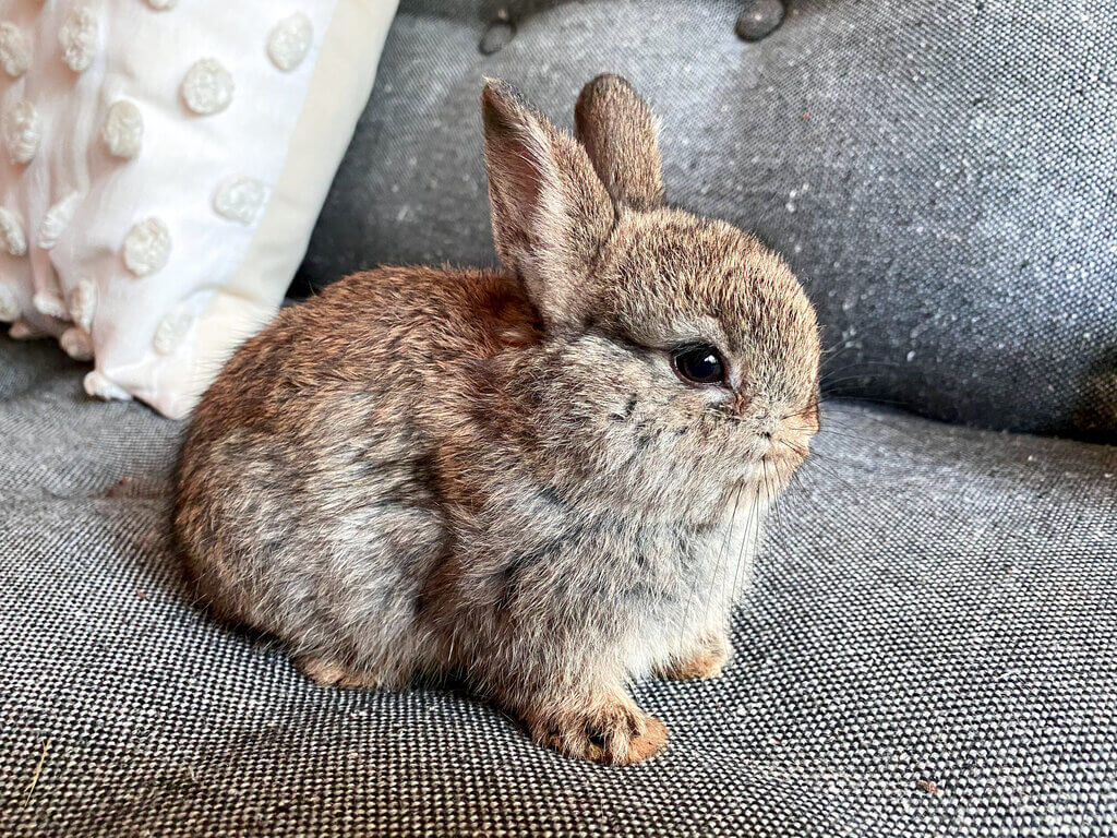 一只灰色的侏儒兔