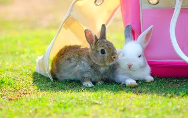 侏儒兔怎么避暑？