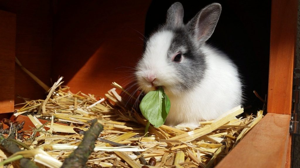 在兔窝里面吃白菜叶的侏儒兔