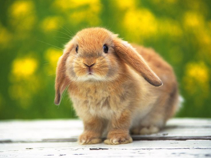 宠物兔在做美容的时候需要注意什么？