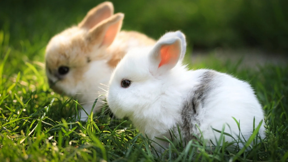 接受美容后的两只兔子正在吃青草