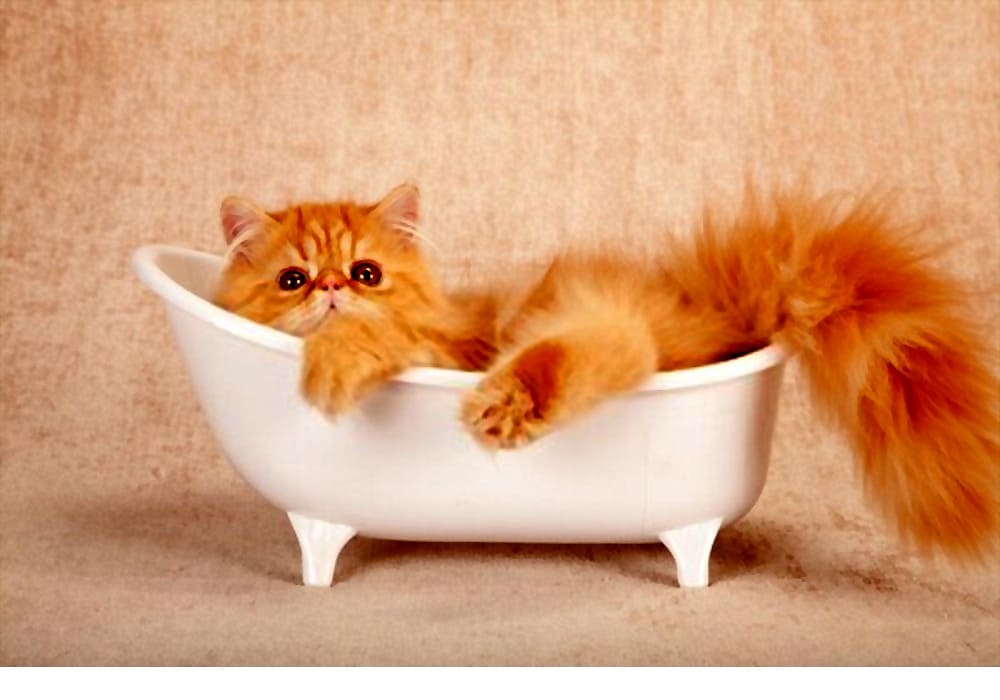 如何正确地给波斯猫洗澡呢？