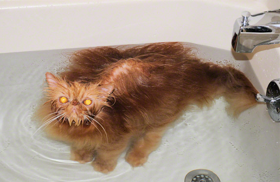 正在洗澡的波斯猫