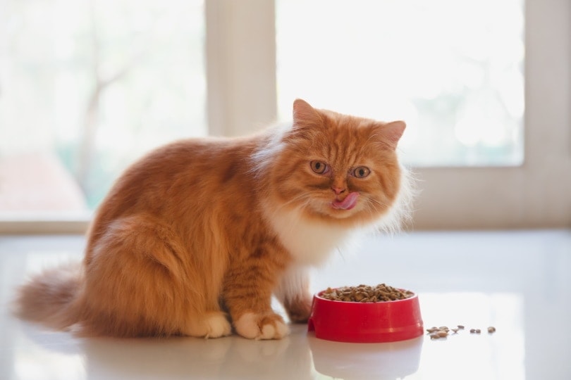 波斯猫正在吃调整后的猫粮