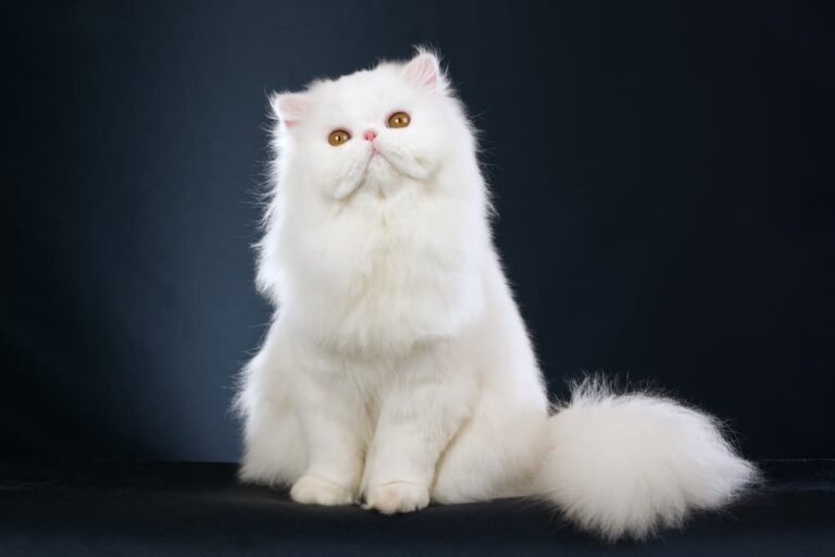 毛发整齐的白色波斯猫