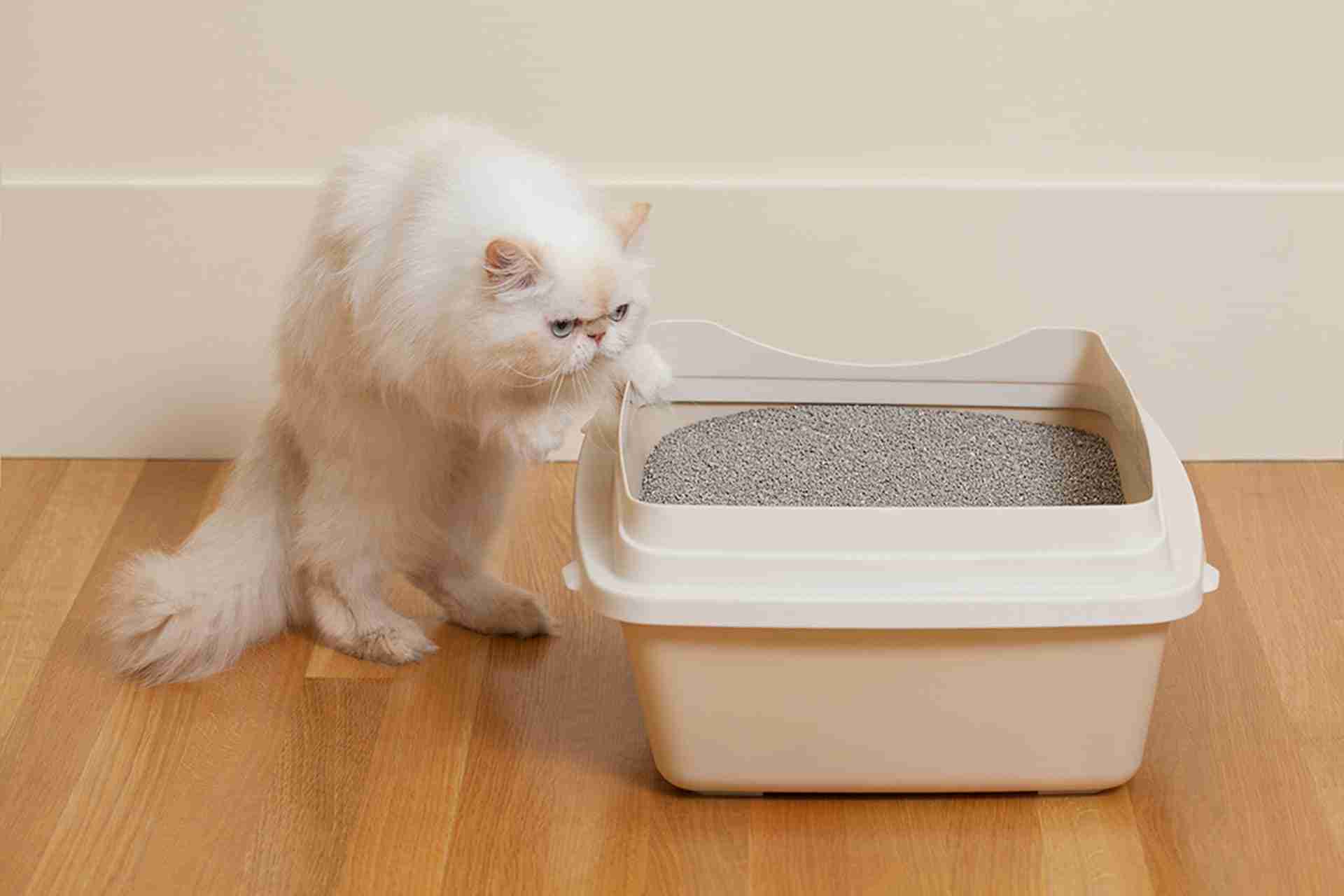 猫砂盆与白色的波斯猫