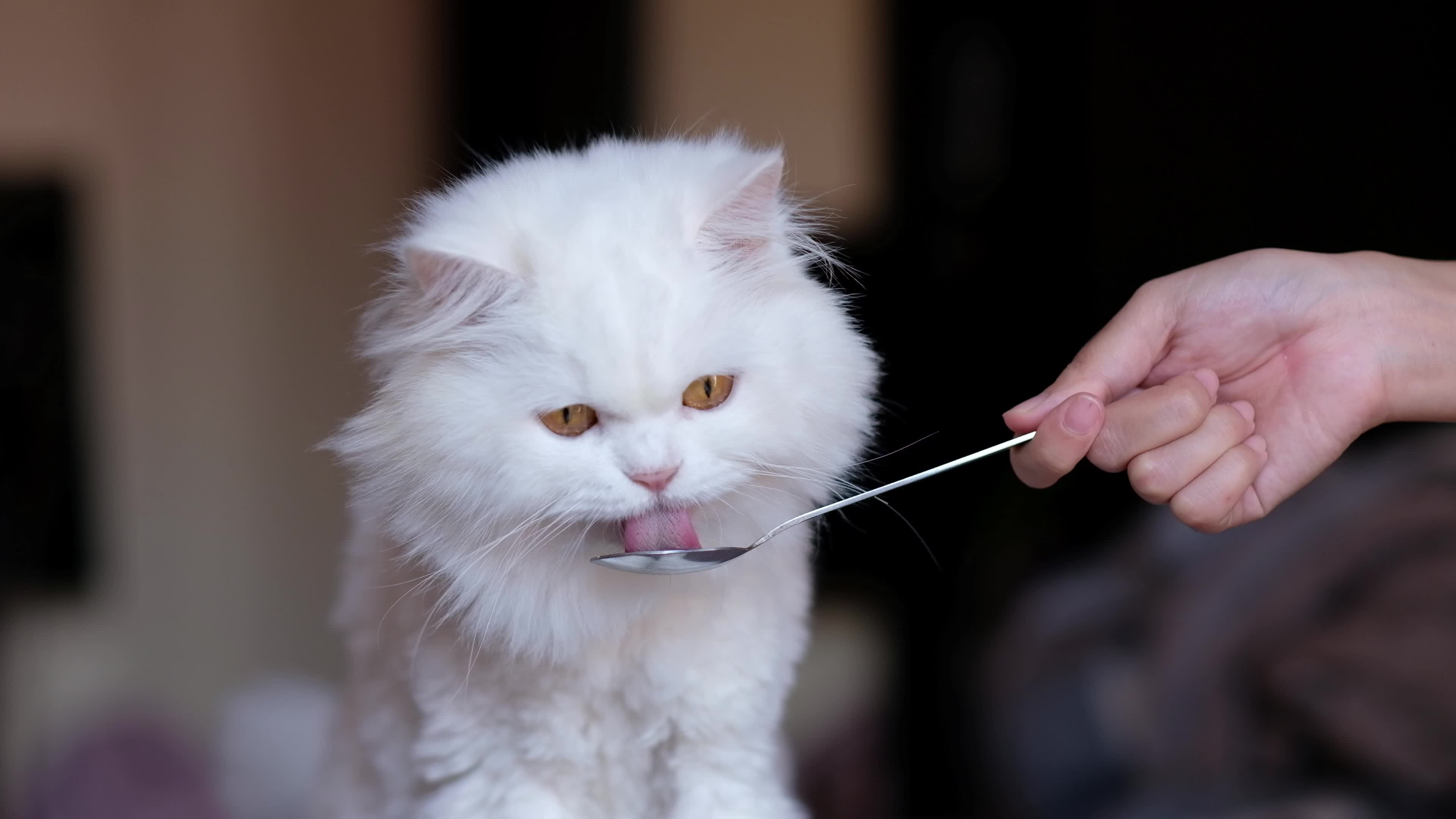 正在接受喂食训练的白色波斯猫幼崽