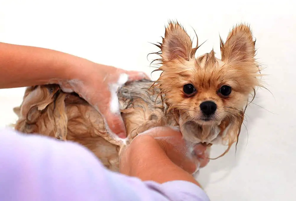 正在洗澡的博美犬